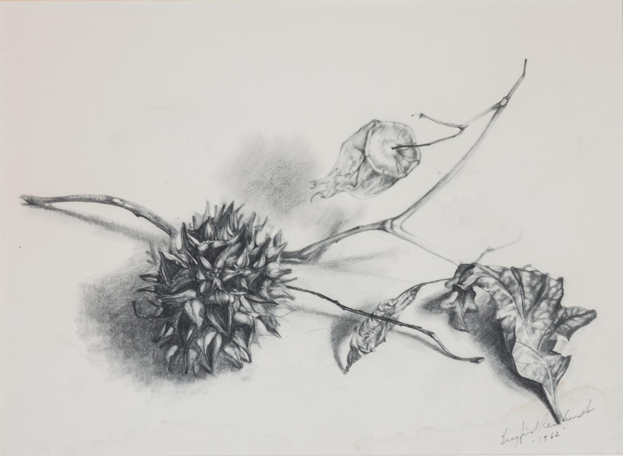 Siegfried Reinhardt, (American, 1925-1984), Botanical Studies, 1962