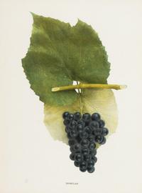 A Group of Six Grape Prints