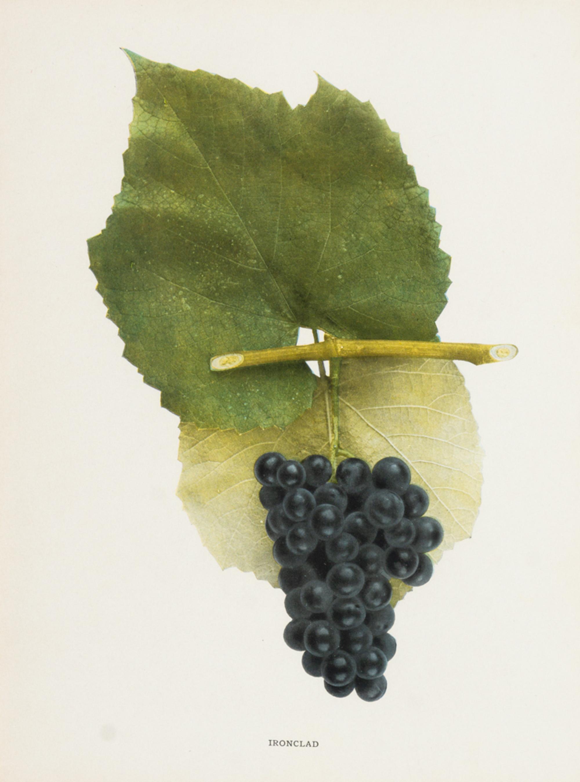 A Group of Six Grape Prints
