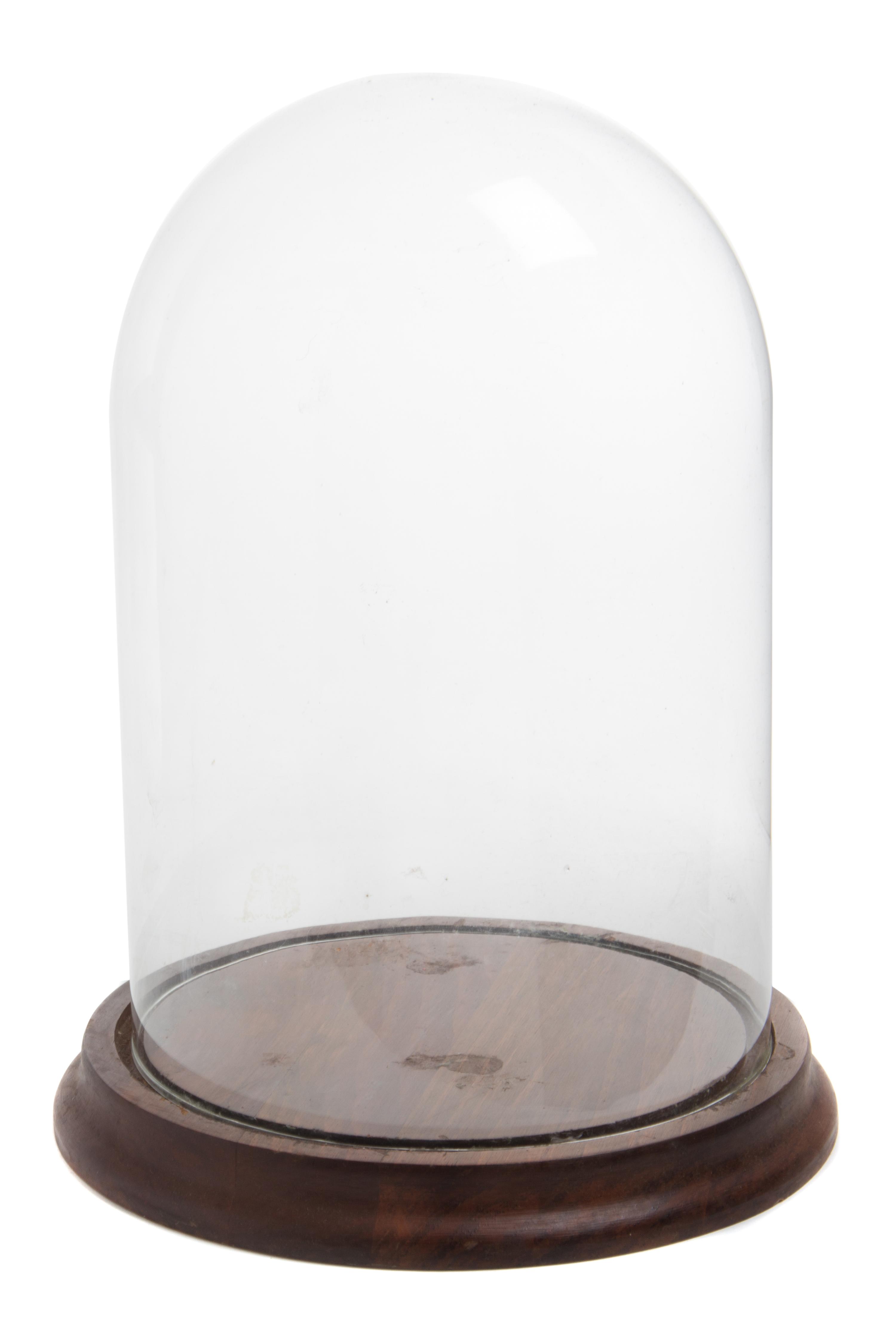 An American Glass Display Dome Height 12 1/2 inches.