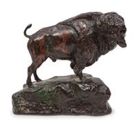 Bison