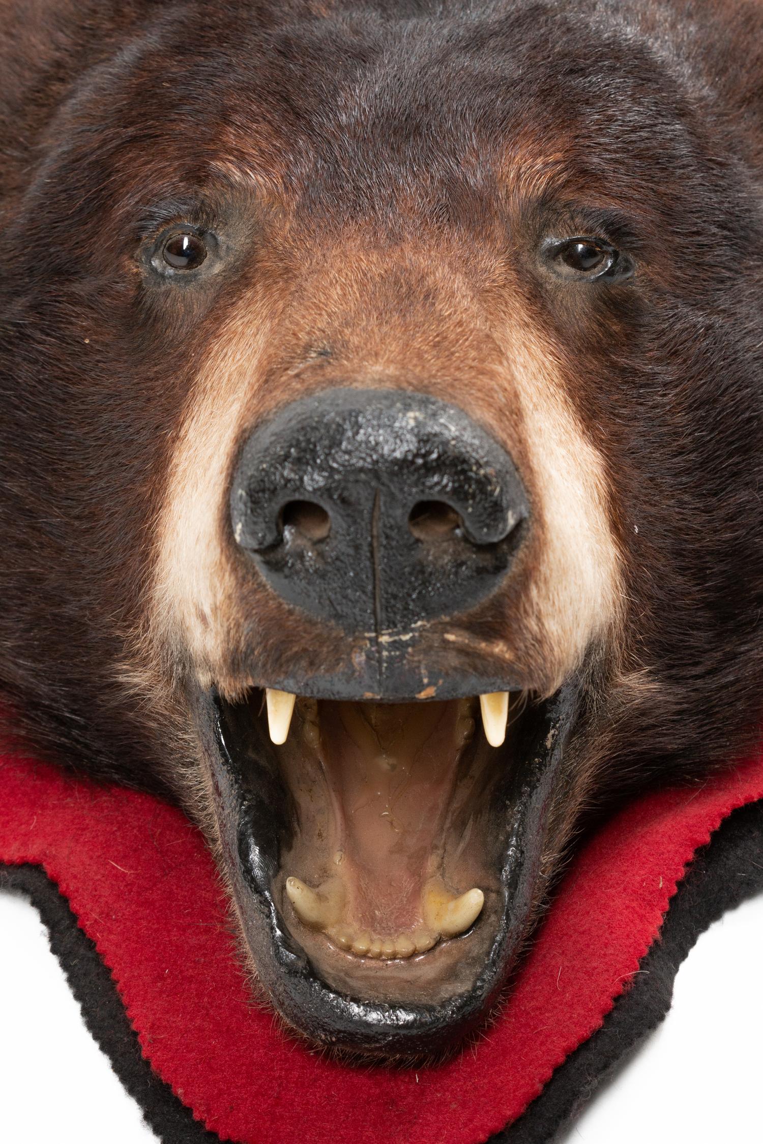 A Taxidermy Brown Bear Rug