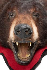 A Taxidermy Brown Bear Rug