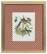 Two Ornithological Prints 10 5/8 x 8 3/8 inches (visible).