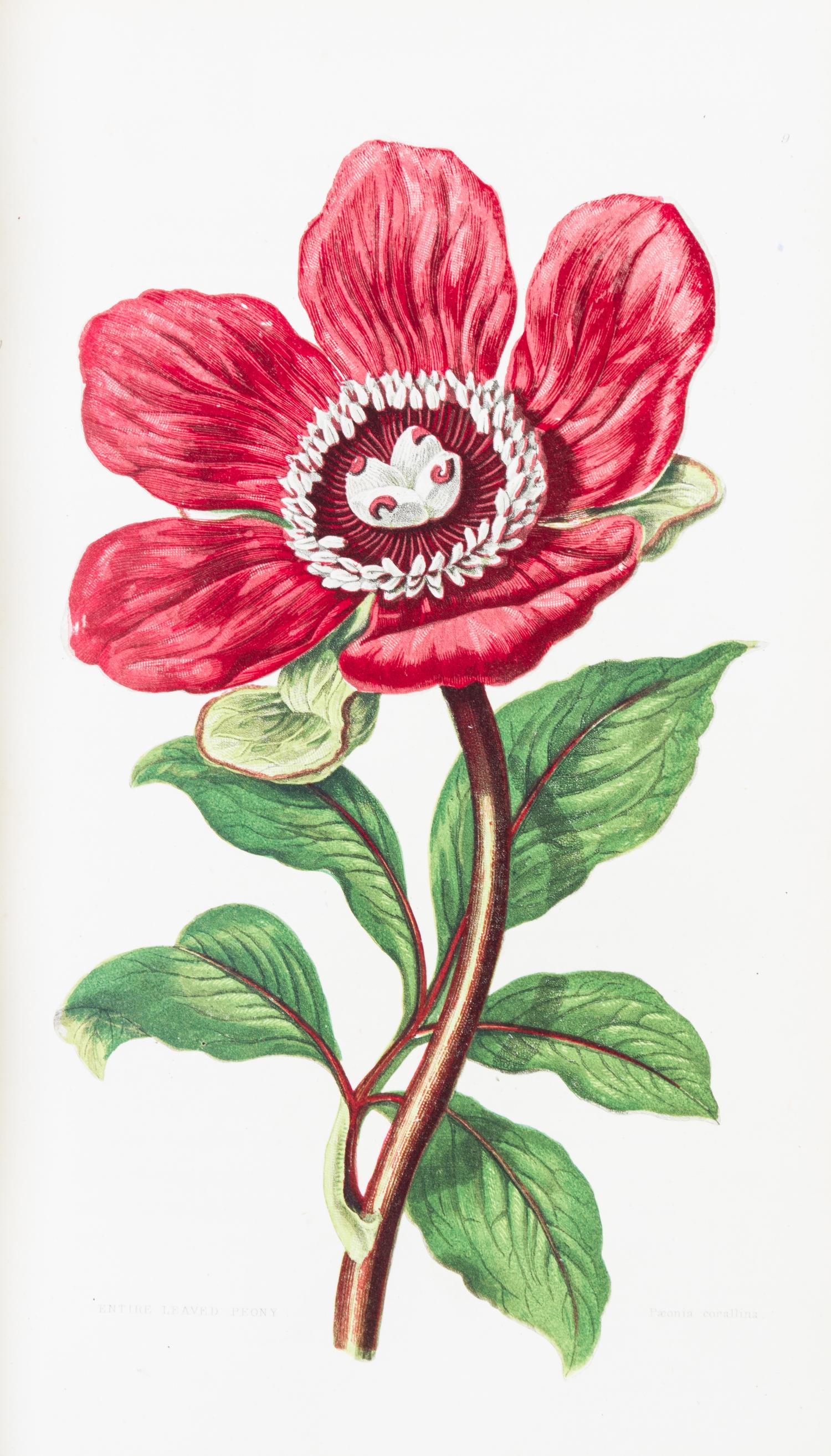 (BOTANY) PRATT, ANNE. The Flowering Plants, Grasses, Sedges, and Ferns of Great Britain. London, n.d. [c. 1870]. 6 vols.
