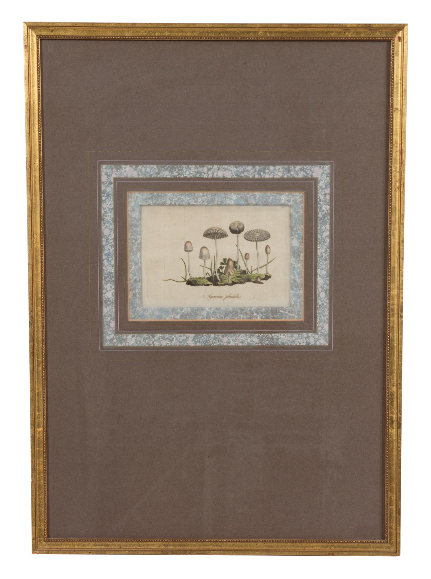 A Collection of Twelve Botanical Engravings Largest framed dimensions 27 x 9 inches. — 19TH/20TH CENTURY