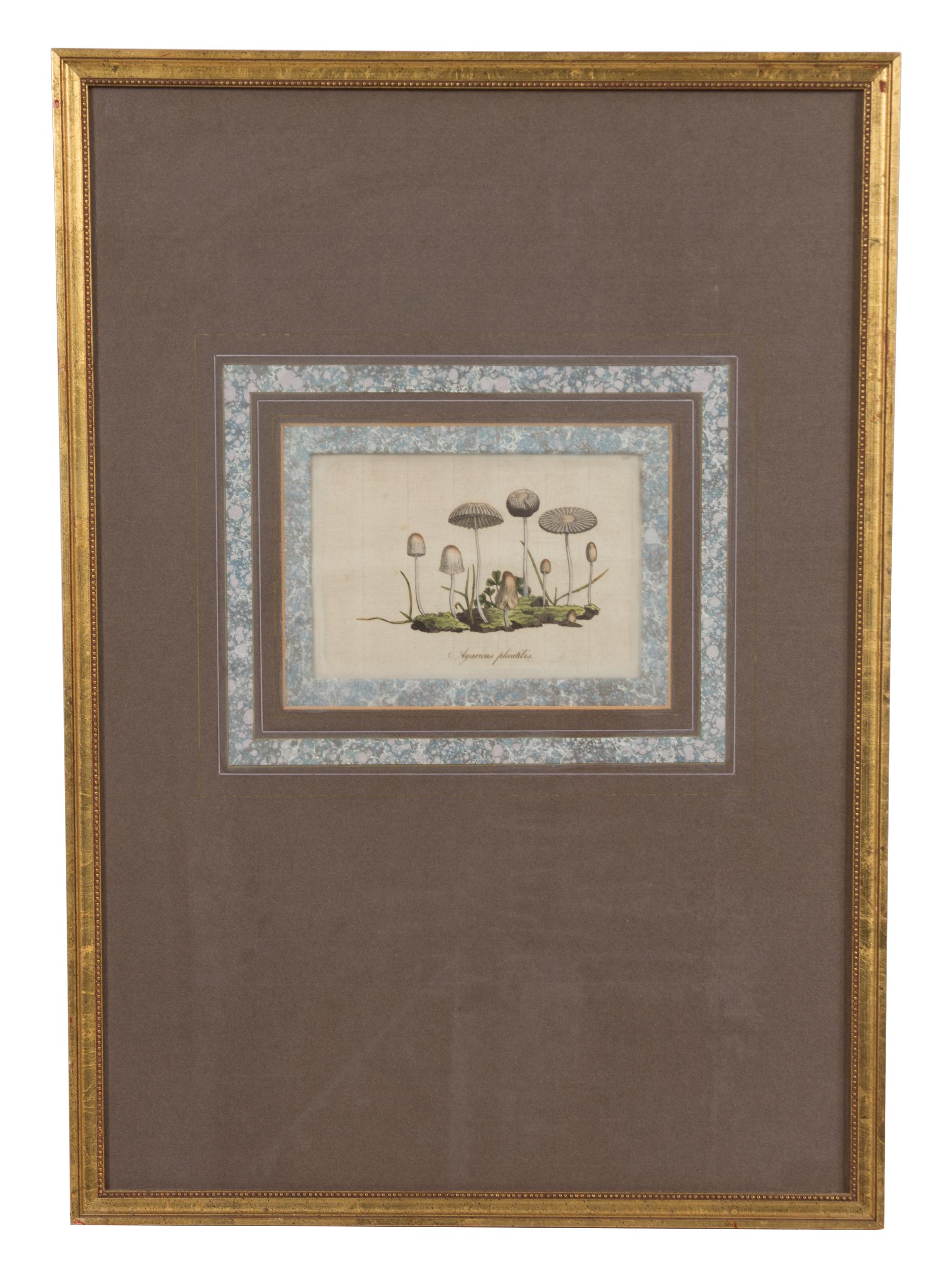 A Collection of Twelve Botanical Engravings Largest framed dimensions 27 x 9 inches. — 19TH/20TH CENTURY