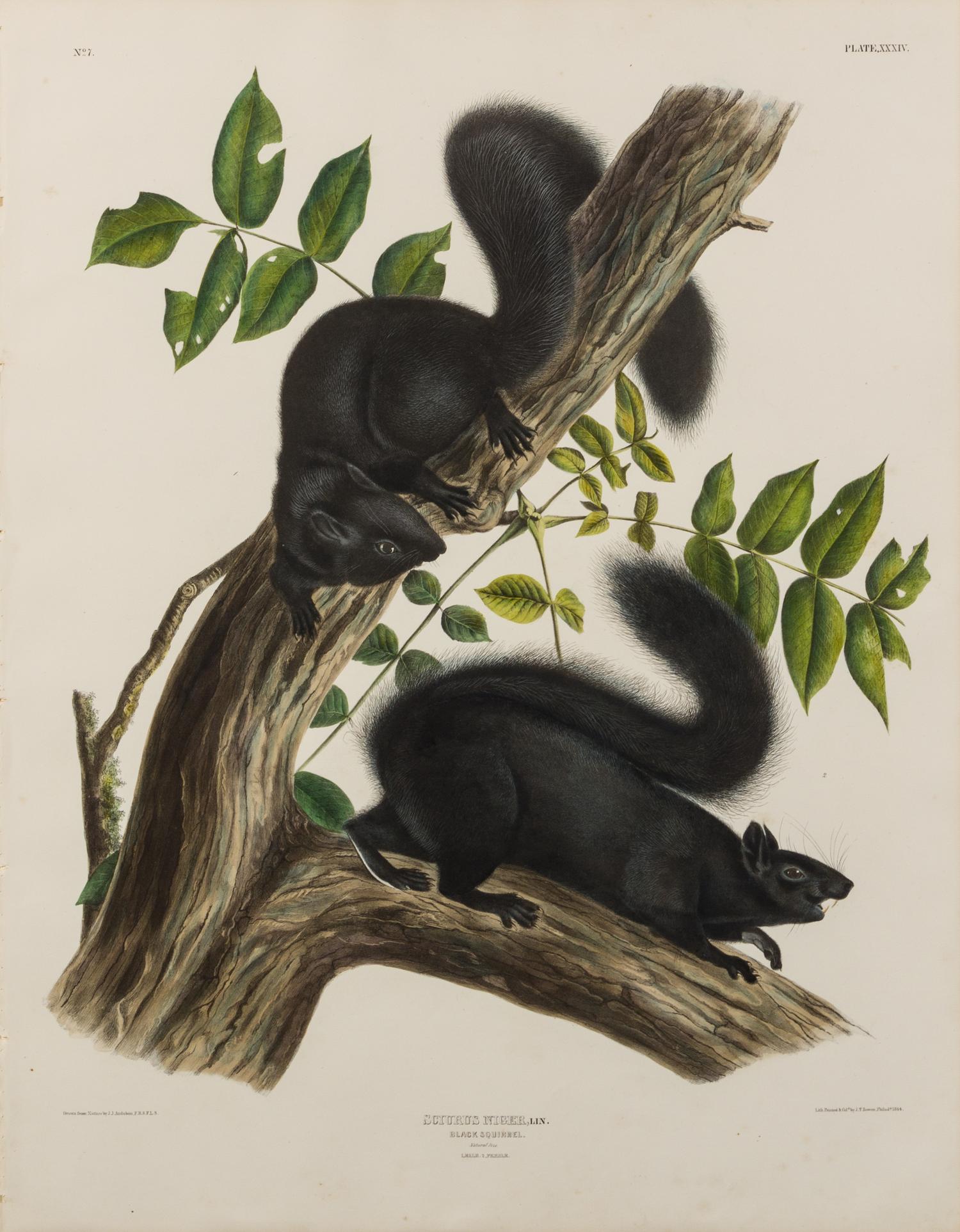 AUDUBON, John James (1785-1851)