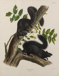 AUDUBON, John James (1785-1851)