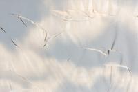 Untitled from Wash and Tear Series