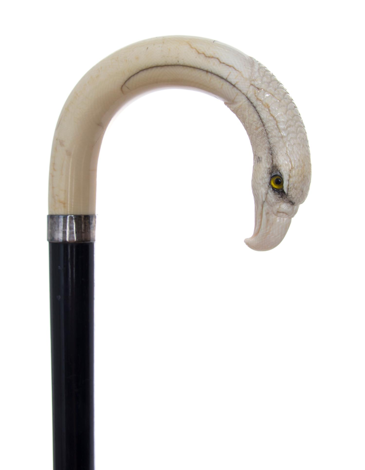 An Ivory Handled Cane, Width of handle 5 x length overall 35 1/4 inches.