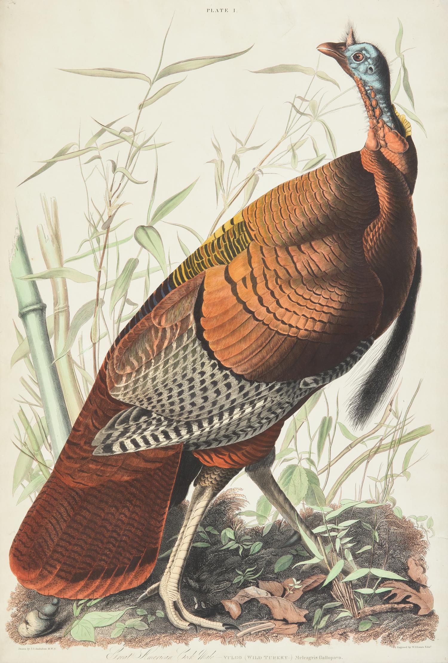 Audubon, J(ohn).J(ames). Great American Cock Male--Vulgo (Wild Turkey)