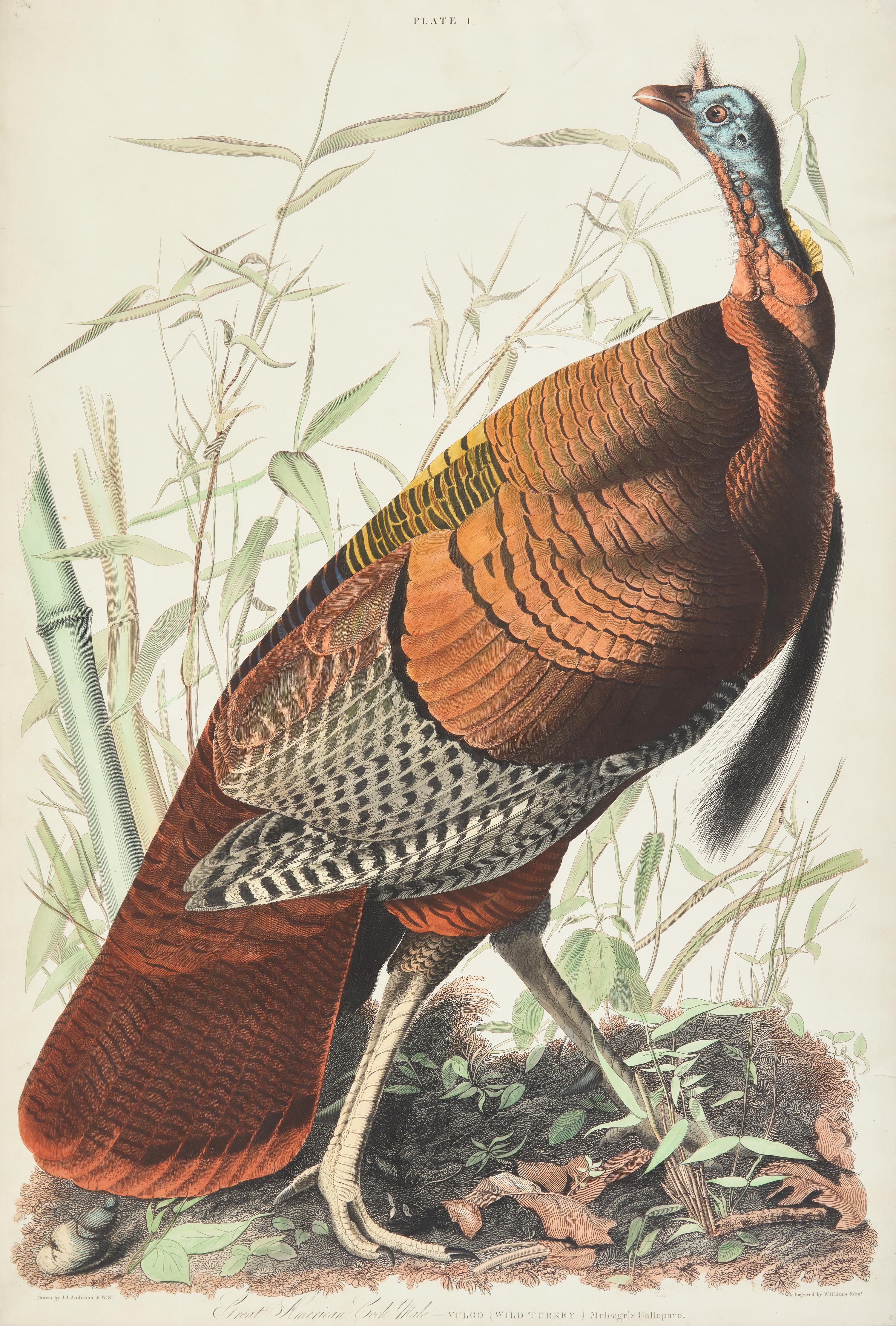 Audubon, J(ohn).J(ames). Great American Cock Male--Vulgo (Wild Turkey)