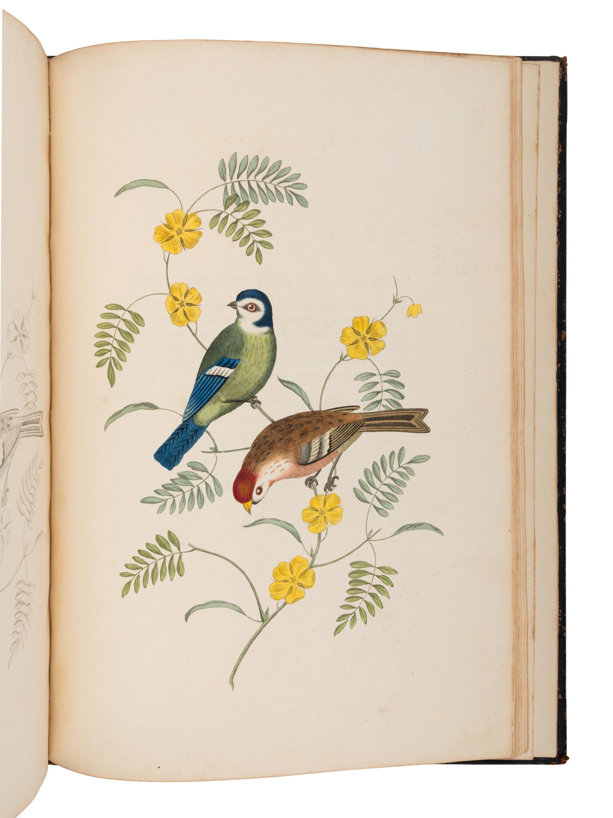 BROOKSHAW, George (1751-1823). Groups of Flowers, Drawn and Accurately Coloured after Nature, with Full Directions for the Young Artist –Groups of Fruit –Six Birds . London: Thomas McLean; printed by Turner and Hadley, Minerva Press, 1819.