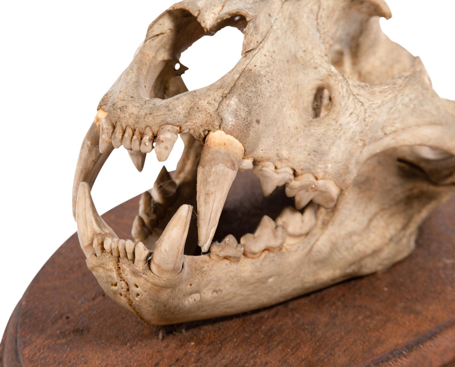 An African Lion Skull