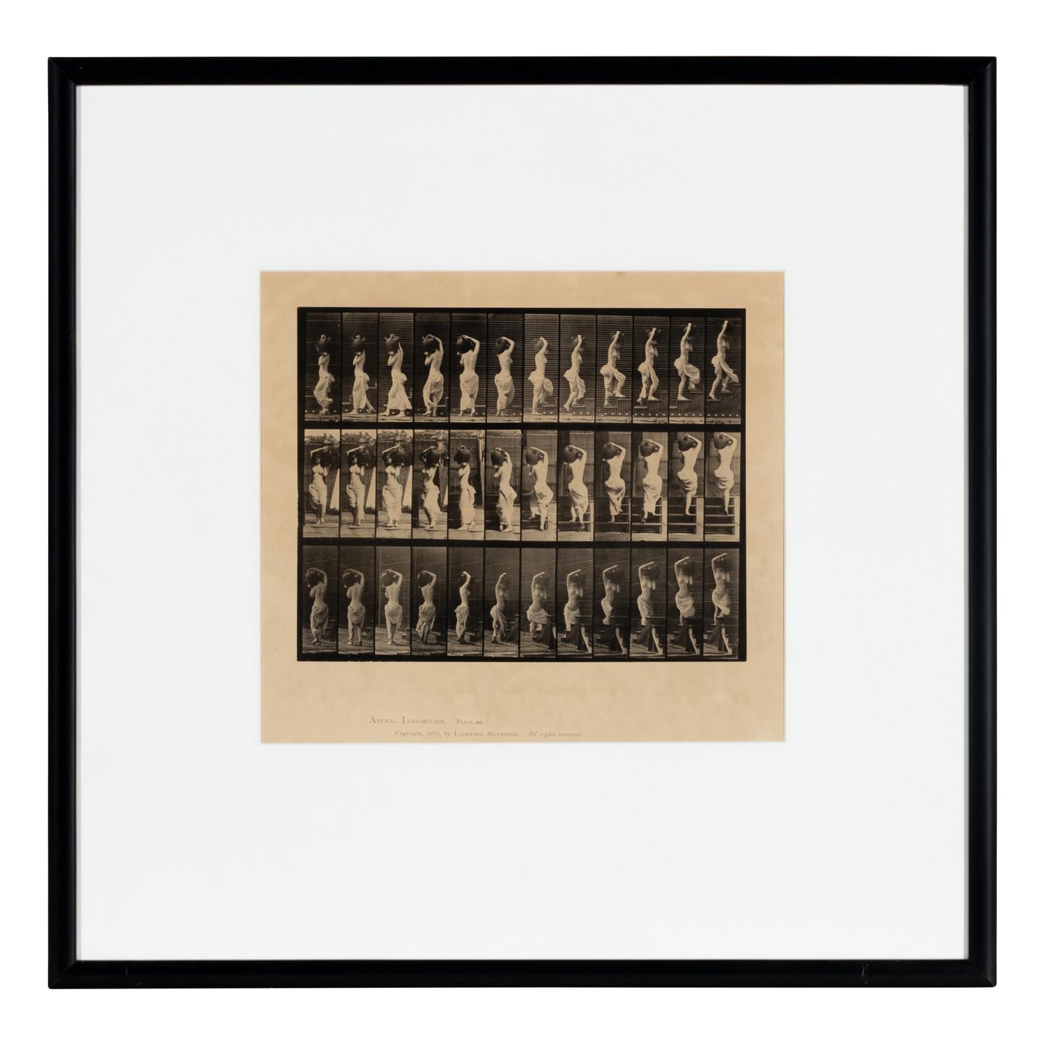 Muybridge, Eadweard (1830-1904). Animal Locomotion, plate 105 . Philadelphia, 1887.