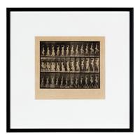 Muybridge, Eadweard (1830-1904). Animal Locomotion, plate 105 . Philadelphia, 1887.