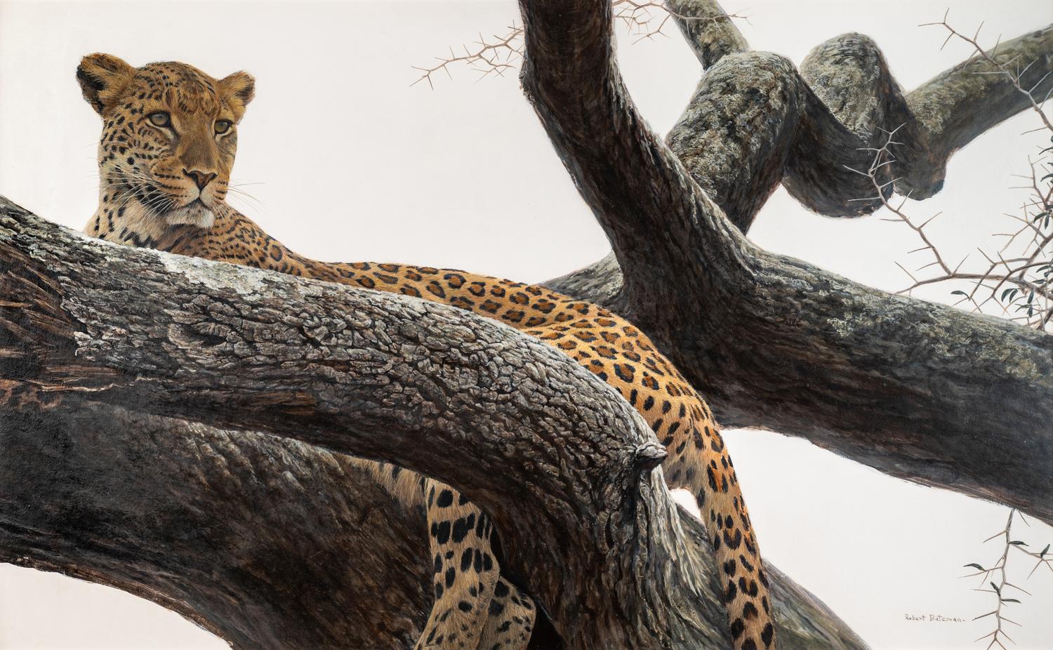 Leopard at Seronera