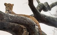 Leopard at Seronera