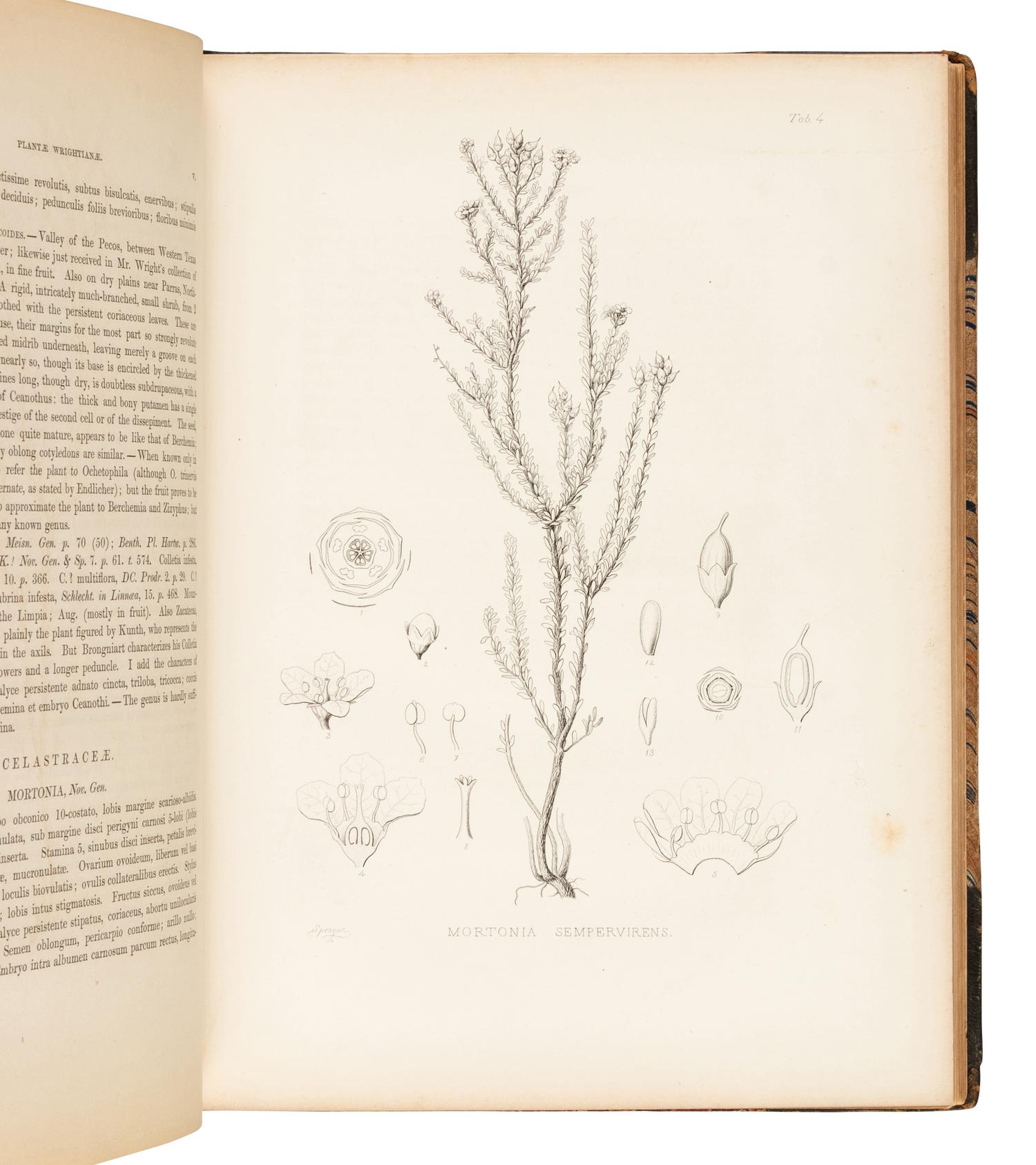 GRAY, Asa (1810-1888). Plantae Wrightianae Texano-Neo-Mexicanae: An Account of a Collection of Plants made by Charles Wright in an expedition from Texas to New Mexico… Washington City: Smithsonian Institution, March 1852-February 1853.