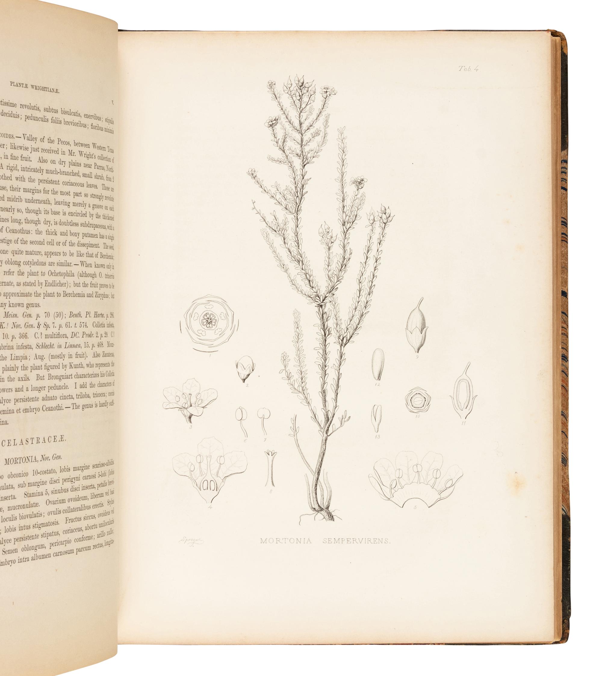 GRAY, Asa (1810-1888). Plantae Wrightianae Texano-Neo-Mexicanae: An Account of a Collection of Plants made by Charles Wright in an expedition from Texas to New Mexico… Washington City: Smithsonian Institution, March 1852-February 1853.