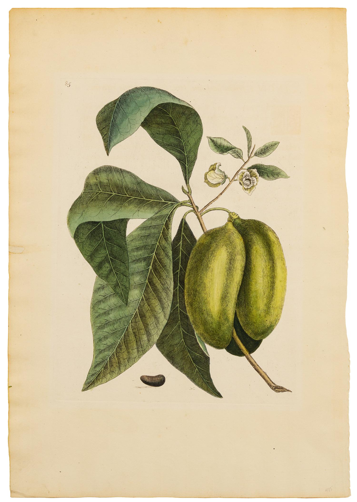 Mark Catesby, (British, 1679-1749), Pawpaw from The Natural History of Carolina, Florida and the Bahama Islands