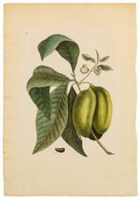 Mark Catesby, (British, 1679-1749), Pawpaw from The Natural History of Carolina, Florida and the Bahama Islands