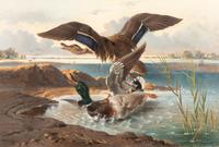 Ducks, 1879