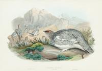GOULD, John (1804-1881), after [Ptarmigan] Lagopus Mutus, Autumn Plumage