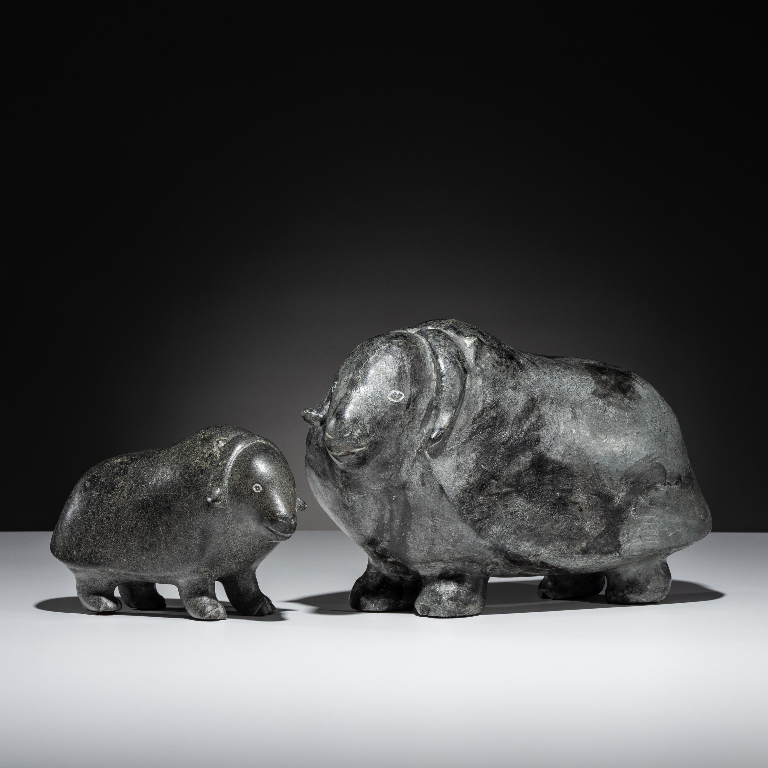 Muskoxen