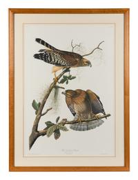 [AUDUBON]. Red Shouldered Hawk. 20th century reproduction. Matted and framed.