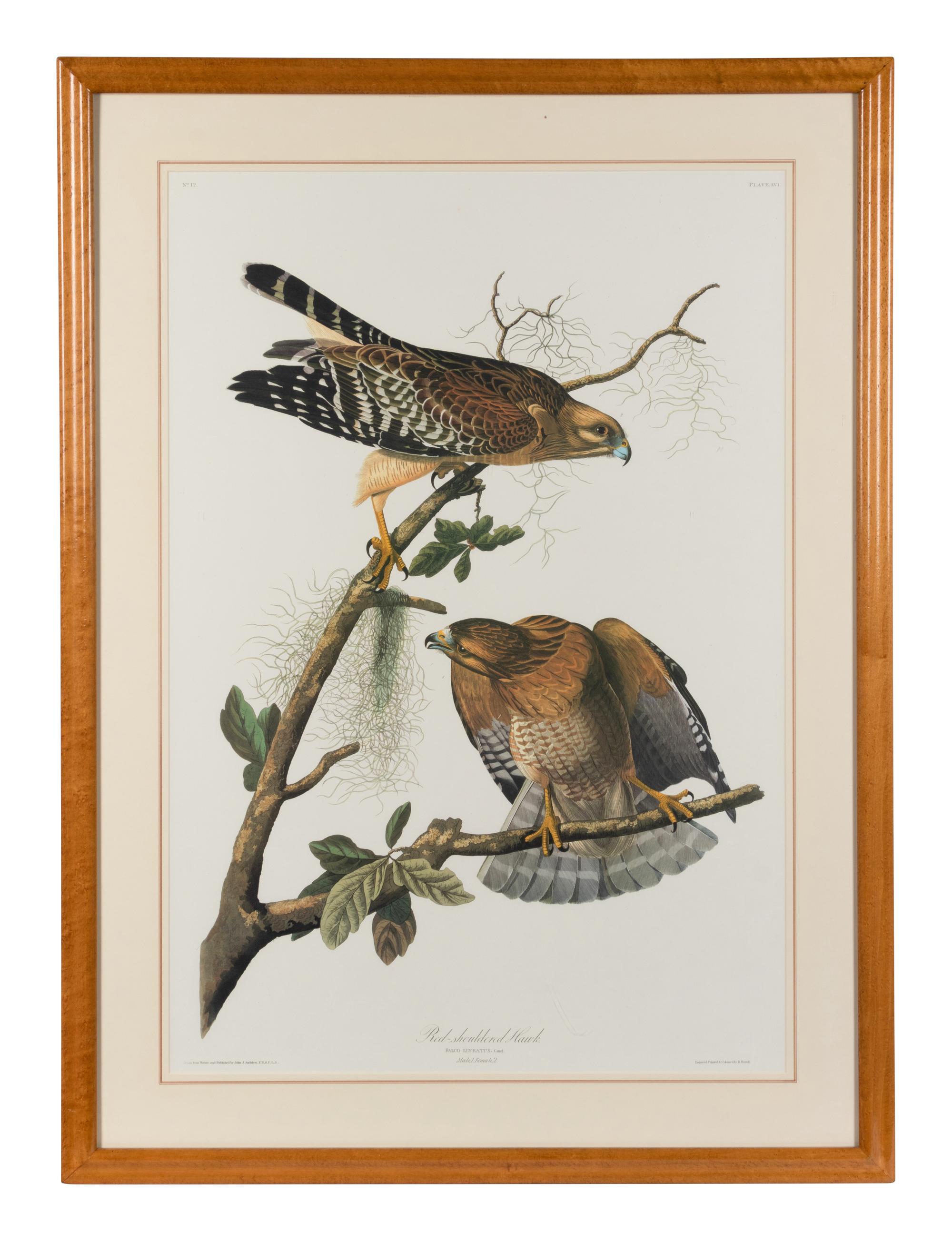 [AUDUBON]. Red Shouldered Hawk. 20th century reproduction. Matted and framed.