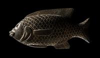 An Egyptian Basalt Tilapia Fish Cosmetic Dish