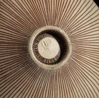 Bowl, c. 1955