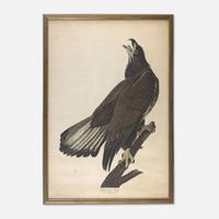 [Prints] Audubon, John James White-headed Eagle