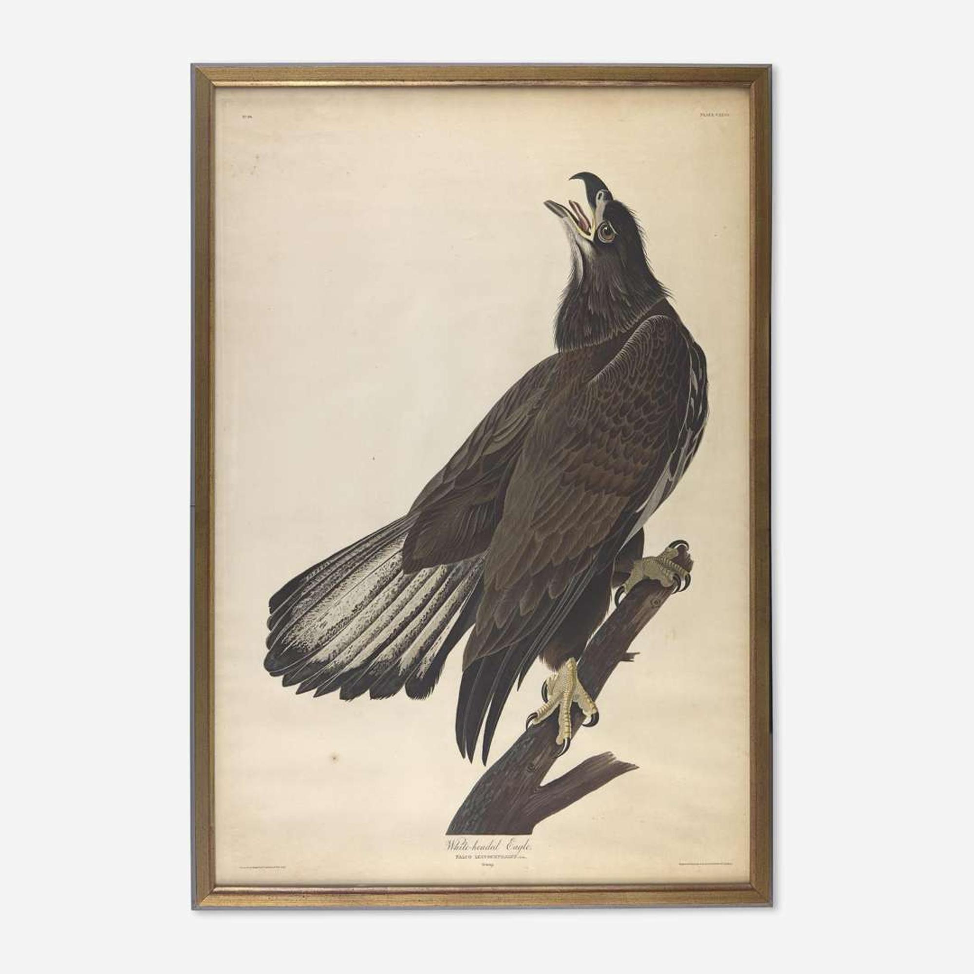 [Prints] Audubon, John James White-headed Eagle