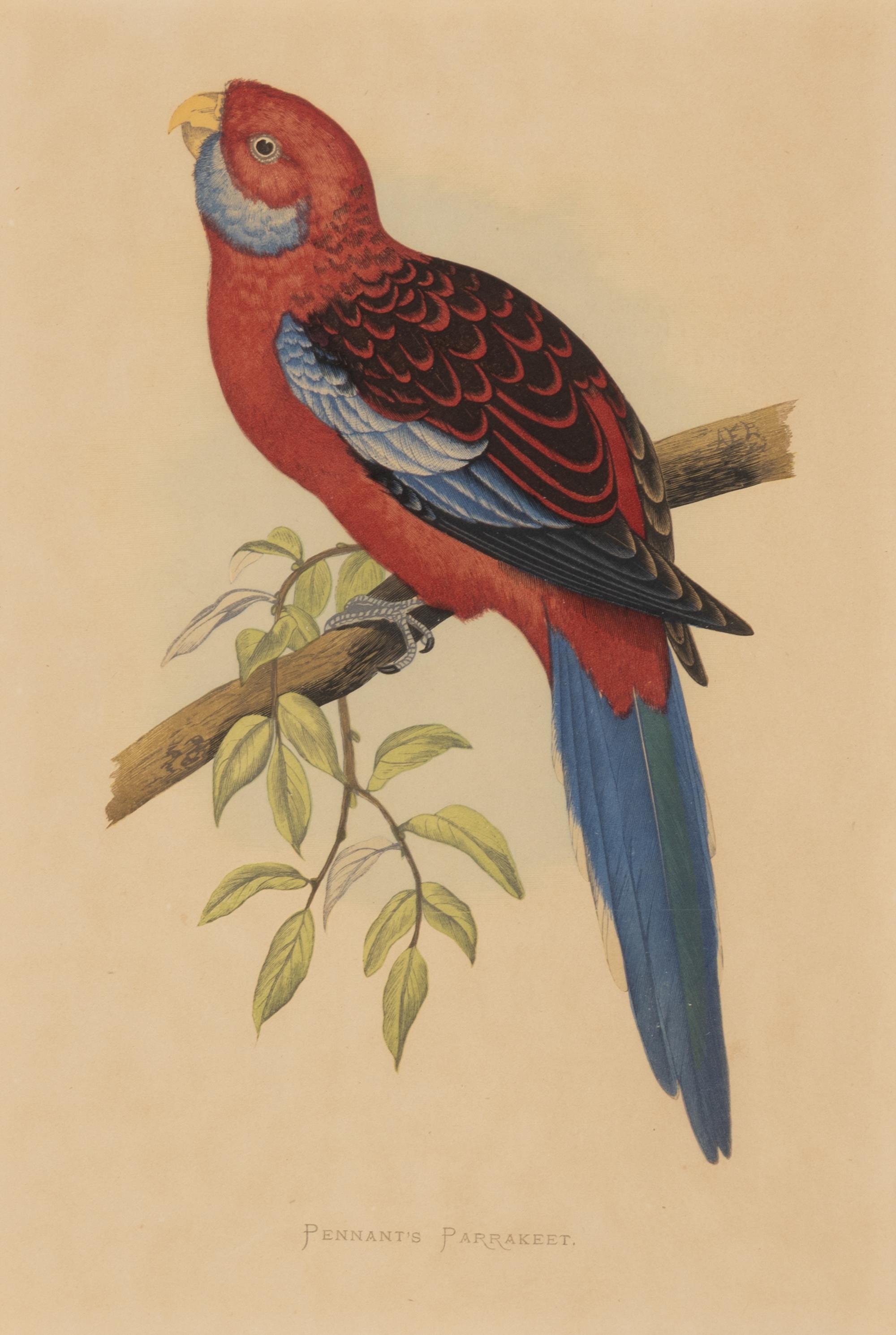 William Thomas Greene (English, 19th Century) — Parrots in Captivity (six plates, after Alexander F. Lydon)