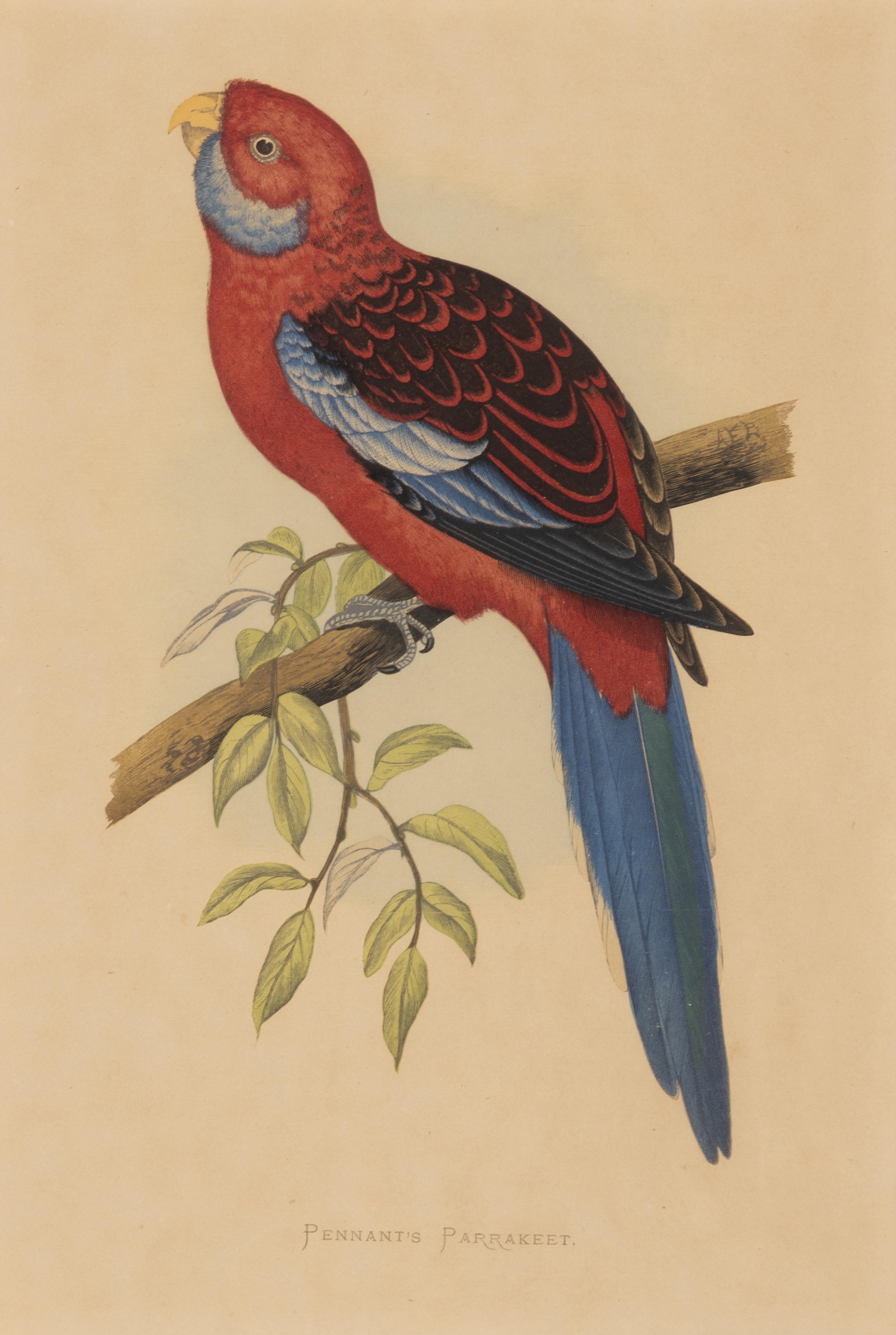 William Thomas Greene (English, 19th Century) — Parrots in Captivity (six plates, after Alexander F. Lydon)