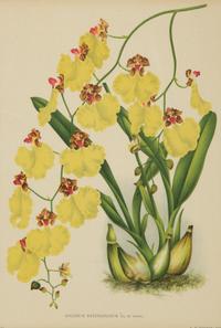 Seven Gilt Framed Botanical Chromolithgraphs After J. Linden and Others — 20TH CENTURY