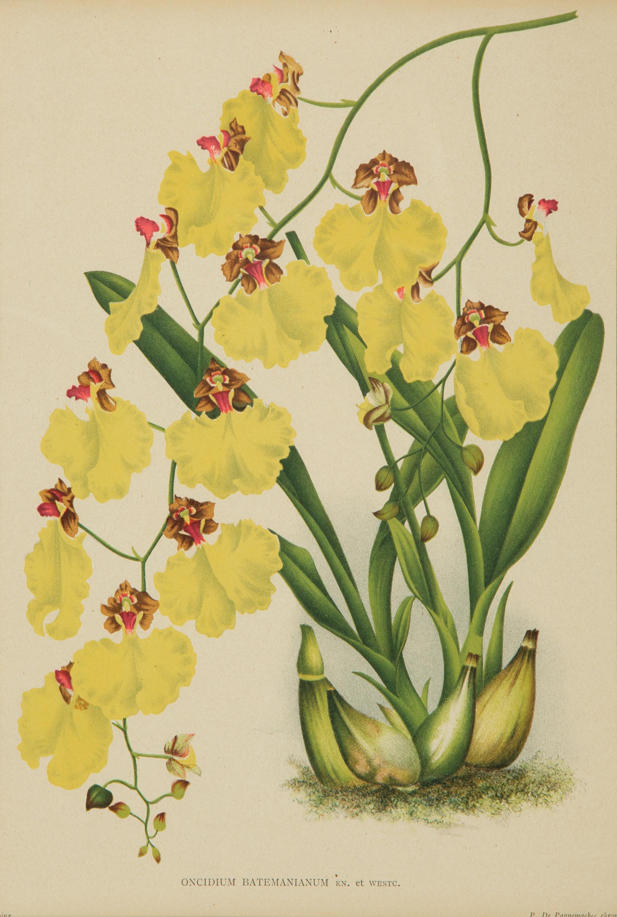 Seven Gilt Framed Botanical Chromolithgraphs After J. Linden and Others — 20TH CENTURY