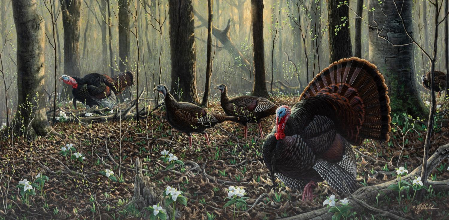 Spring, Wild Turkeys