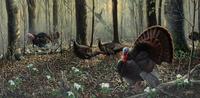 Spring, Wild Turkeys