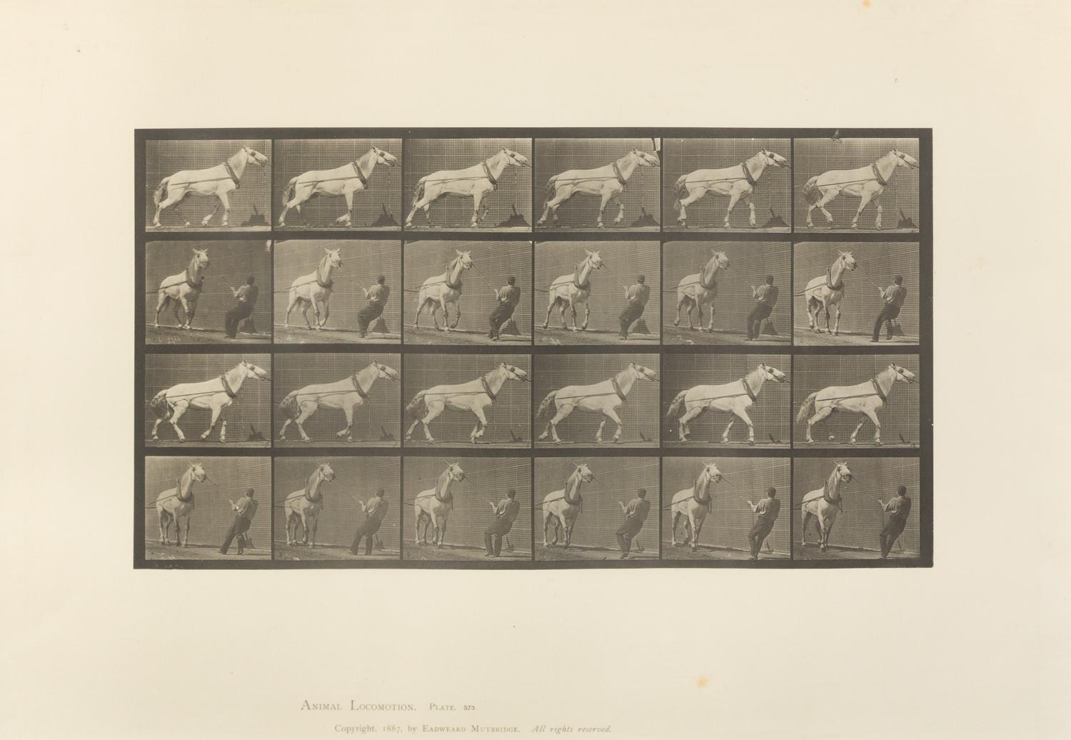 Eadweard Muybridge, (American/British, 1830-1904), Animal Locomotion Plate 573, Animal Locomotion Plate 629 and Animal Locomotion Plate