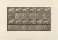 Eadweard Muybridge, (American/British, 1830-1904), Animal Locomotion Plate 573, Animal Locomotion Plate 629 and Animal Locomotion Plate