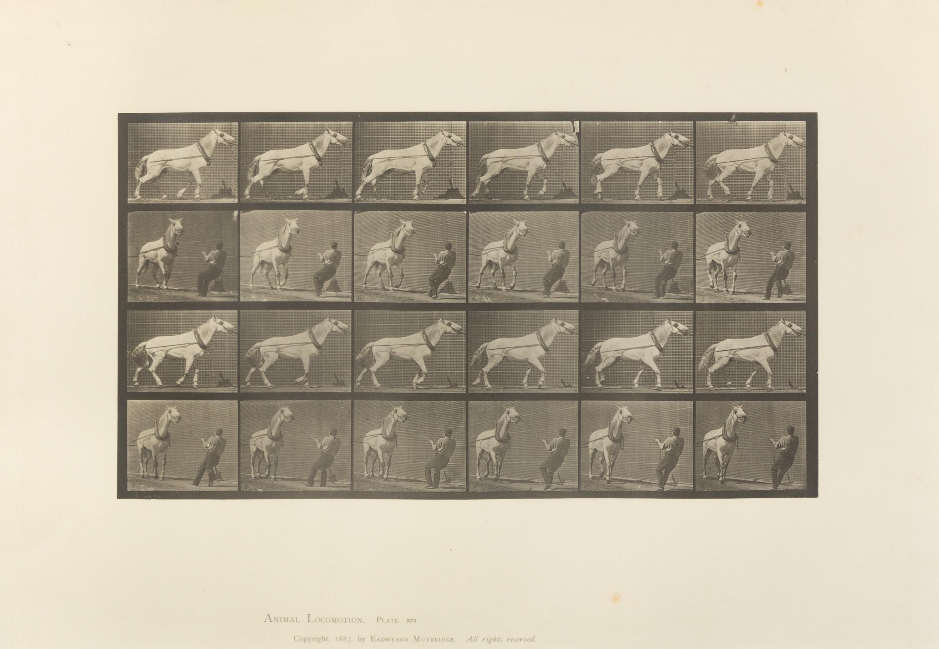 Eadweard Muybridge, (American/British, 1830-1904), Animal Locomotion Plate 573, Animal Locomotion Plate 629 and Animal Locomotion Plate