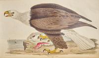 [Natural History] Wilson, Alexander, and Charles Lucian Bonaparte. American Ornithology; or, The Natural History of the Birds of the United States