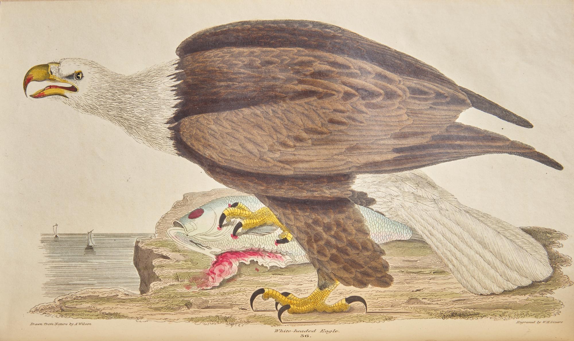 [Natural History] Wilson, Alexander, and Charles Lucian Bonaparte. American Ornithology; or, The Natural History of the Birds of the United States