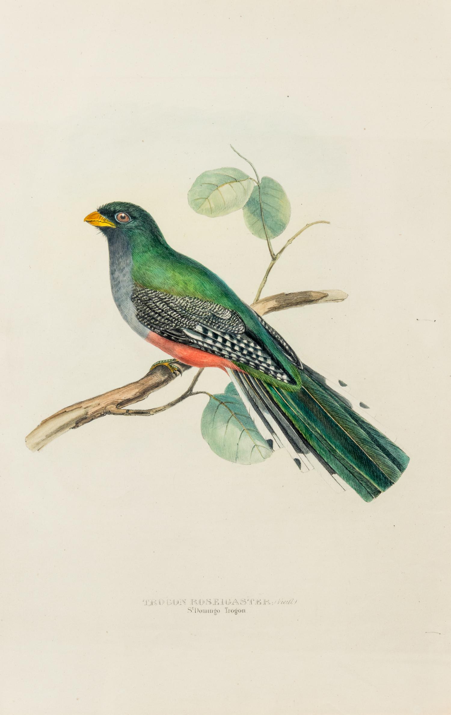 GOULD, John (1804-1881)