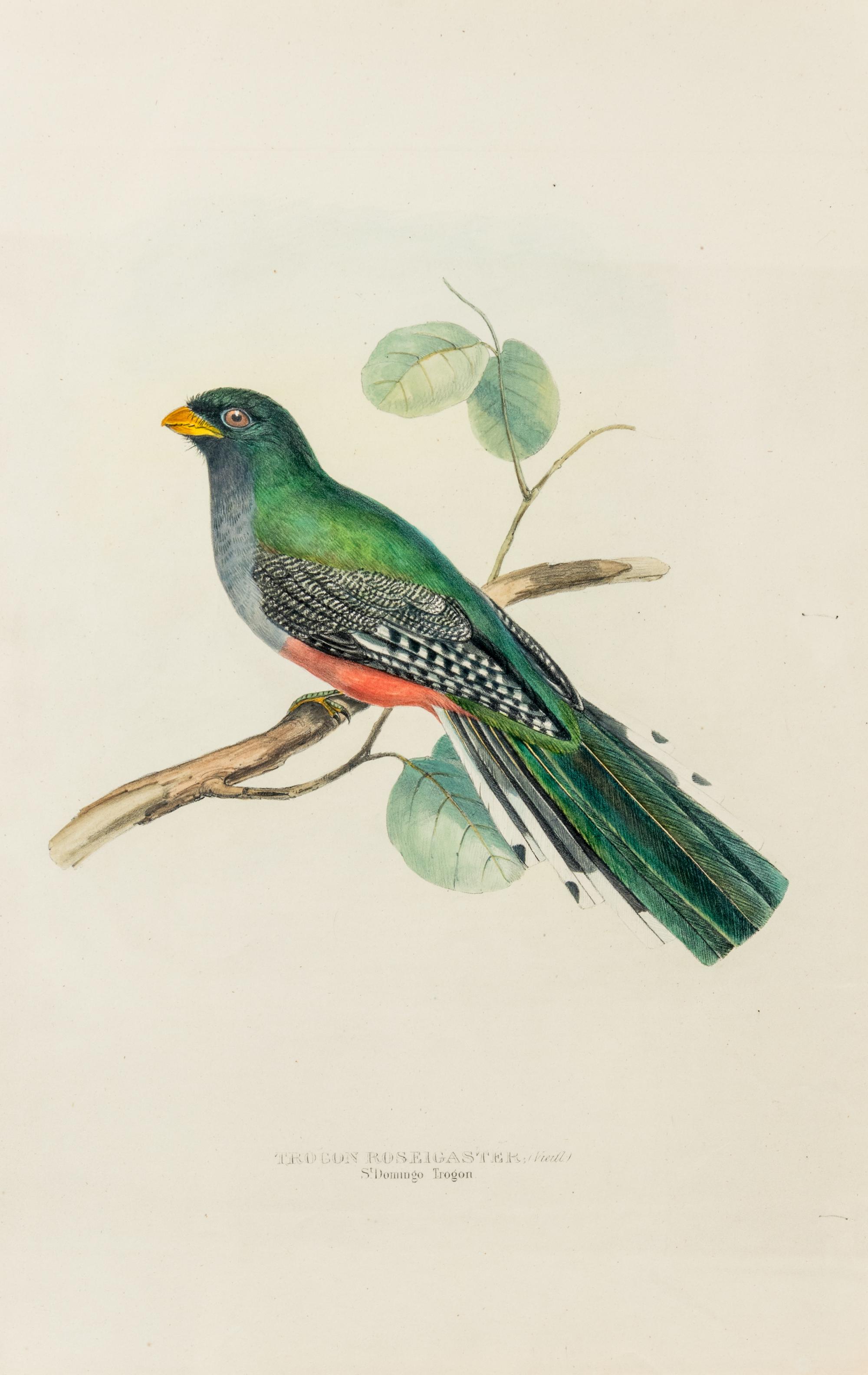 GOULD, John (1804-1881)