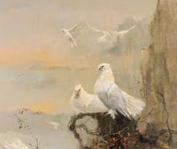 Fan Tailed Doves